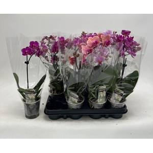 PHAL GEM