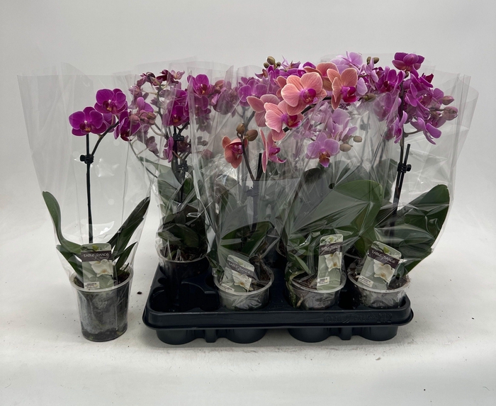 <h4>PHAL GEM</h4>