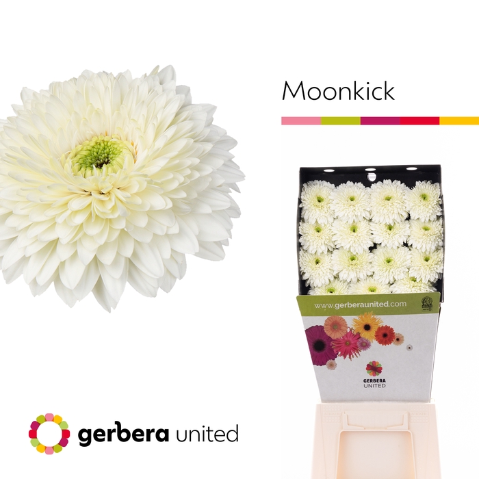 <h4>Gerbera Pomponi Moon Kick Diamond</h4>