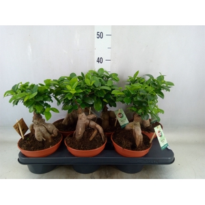 Ficus microcarpa 'Ginseng'