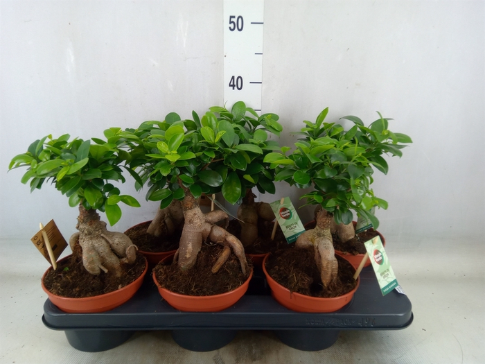 <h4>Ficus microcarpa 'Ginseng'</h4>