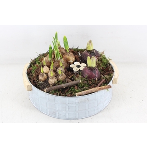 arr4 Bollenmix PL - Zink modern handvat