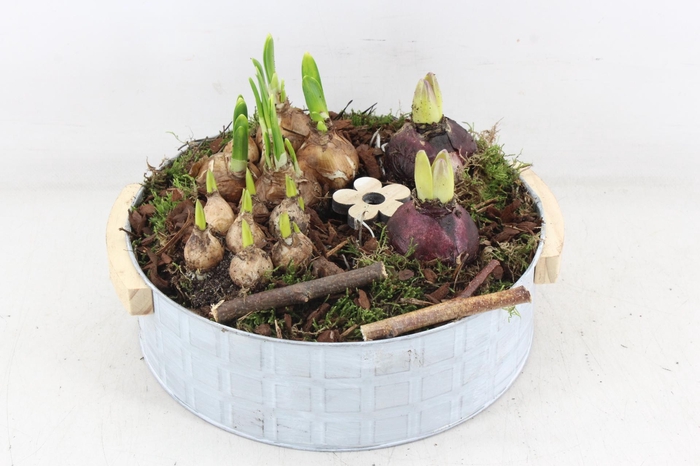 <h4>arr4 Bollenmix PL - Zink modern handvat</h4>