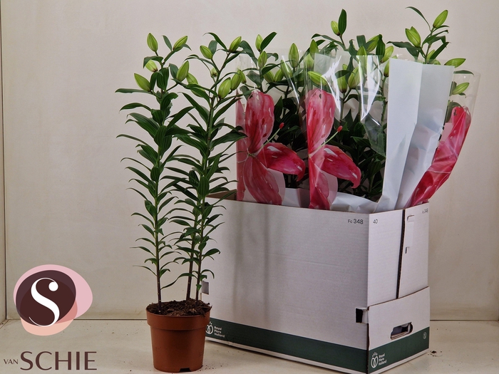 <h4>LIL OR ROSEL ESRA</h4>