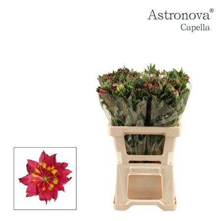 <h4>ALSTROEMERIA ASTRONOVA CAPELLA</h4>