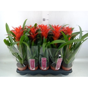 Guzmania  'Ostara'