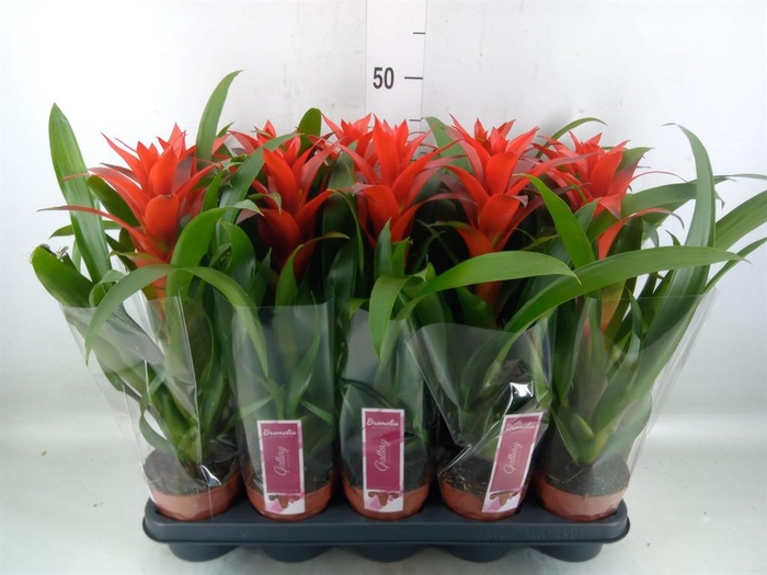 <h4>Guzmania  'Ostara'</h4>