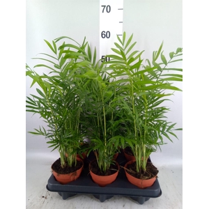 Chamaedorea elegans