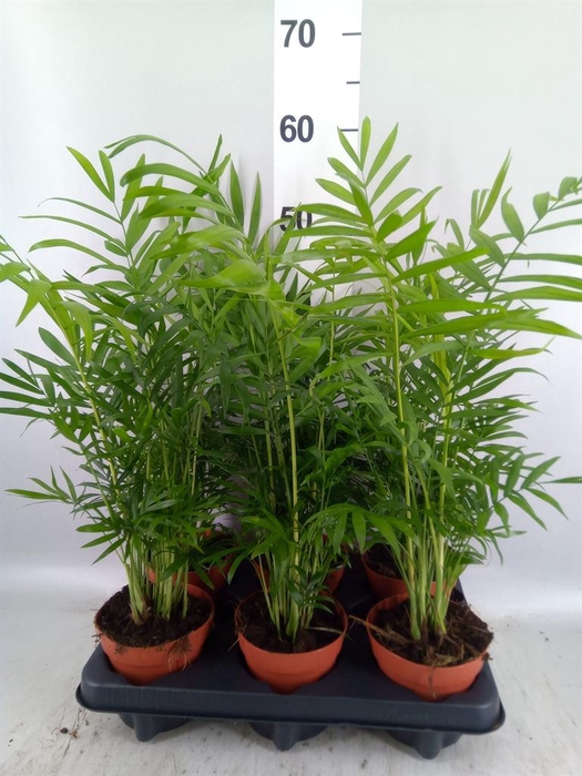<h4>Chamaedorea elegans</h4>