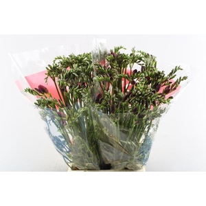 Freesia En Red Baron (rood)