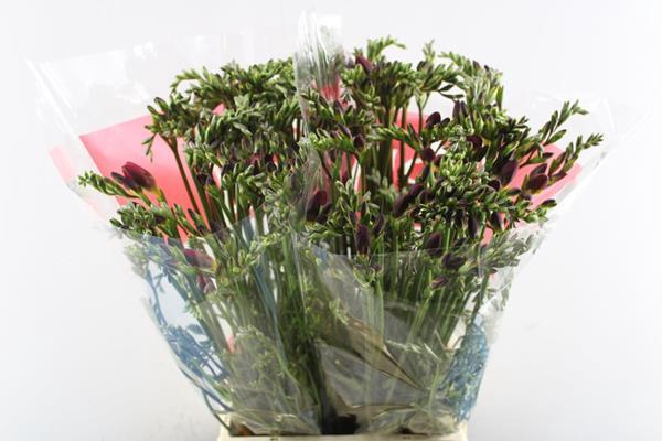 <h4>Freesia En Red Baron (rood)</h4>