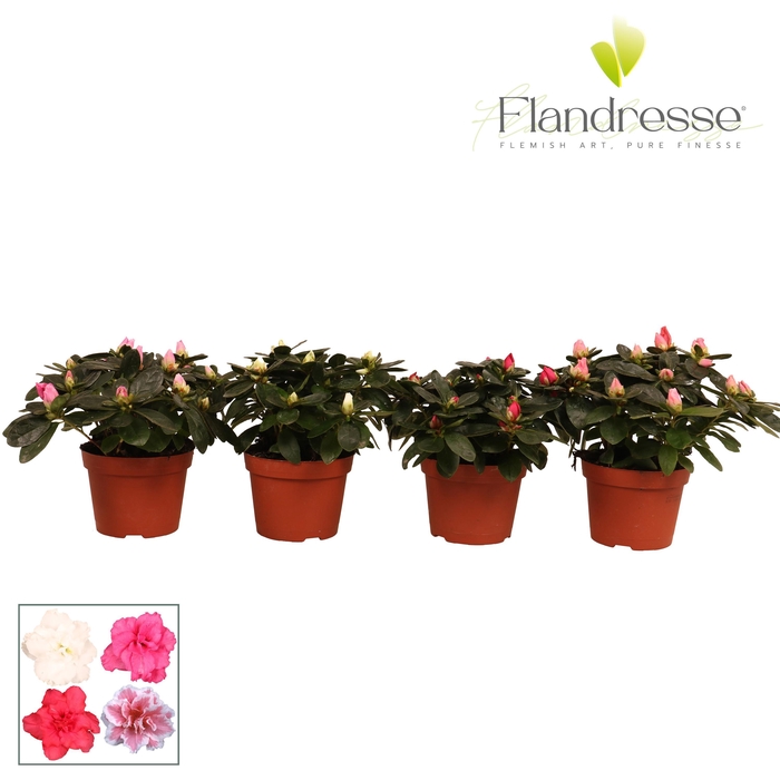 <h4>Azalea Flandresse® 'gemengd' 17+ cm</h4>