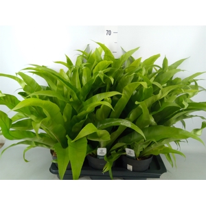 Asplenium antiquum