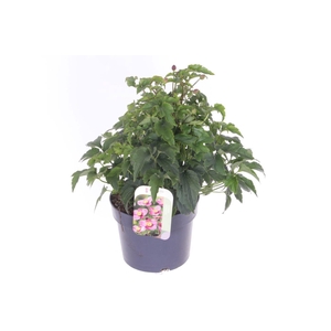 Anemone hupehensis Princess Pink