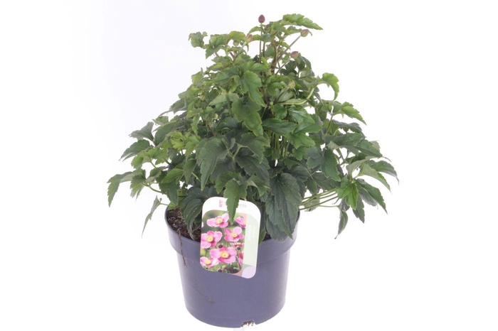<h4>Anemone hupehensis Princess Pink</h4>