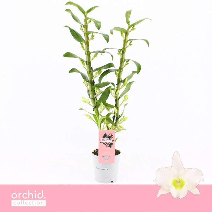 <h4>Dendrobium Nobilé, Apollon 2-spike 65+ cm 'Orchid Collection'</h4>