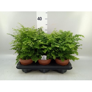 Adiantum raddi. 'Fritz-Luthi'