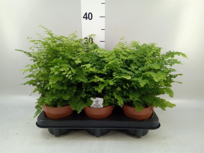 <h4>Adiantum raddi. 'Fritz-Luthi'</h4>