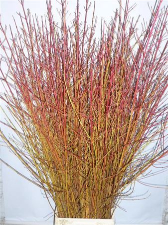 <h4>Cornus Sa Winter Beauty</h4>