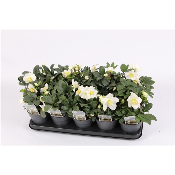 <h4>Helleborus niger 'Christmas Carol'</h4>