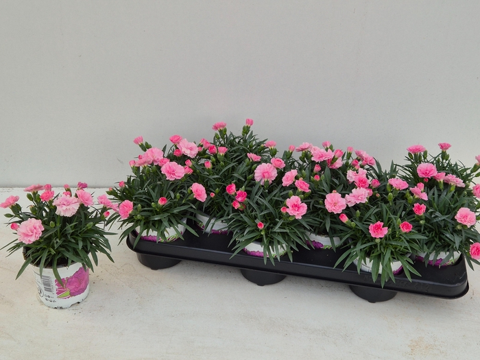 <h4>DIAN I LOVE U</h4>