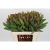Protea Robijn