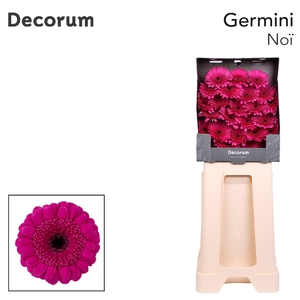 Germini Noi Diamond