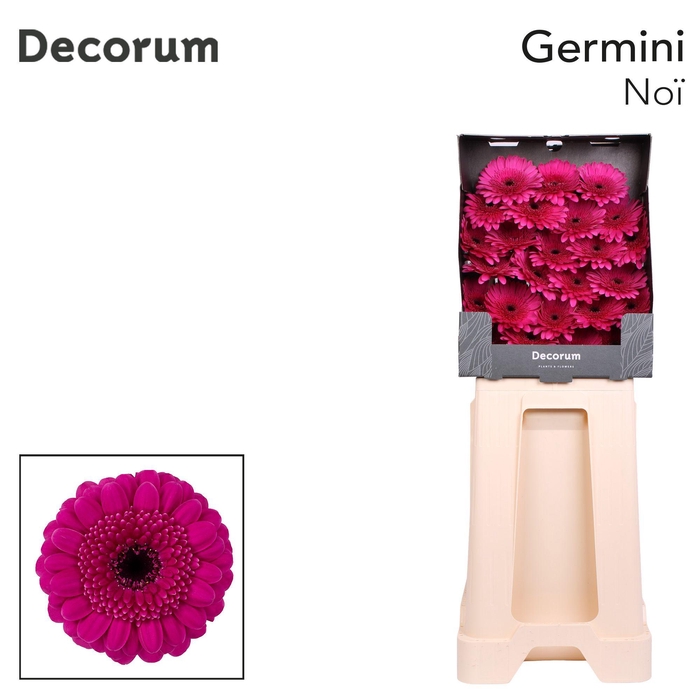 <h4>Germini Noi Diamond</h4>