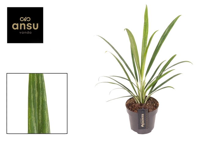 <h4>Aglaonema Forest Grass</h4>