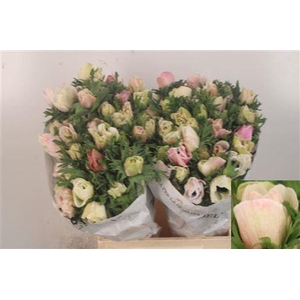 Anemone Mistral White ( Panda )