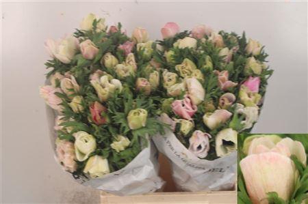 <h4>Anemone Mistral White ( Panda )</h4>