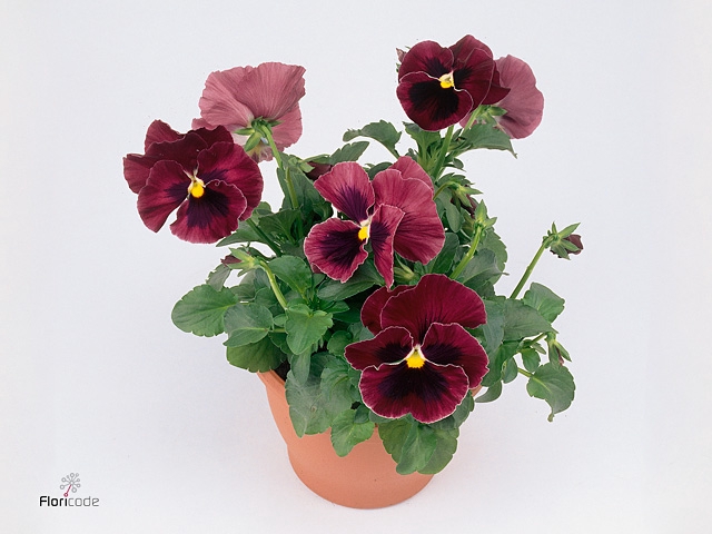 Viola grootbloemig rose