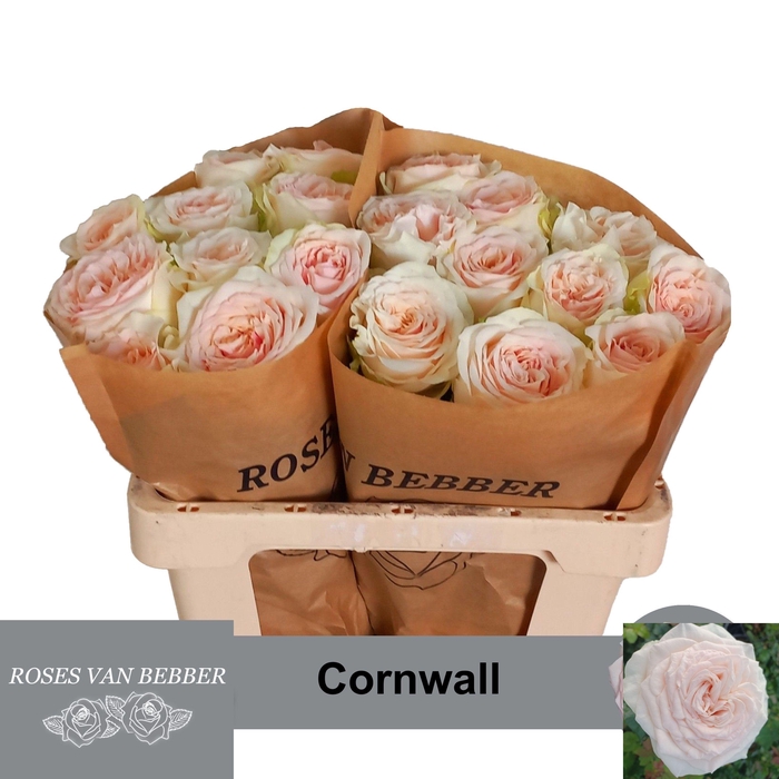 <h4>R GR CORNWALL</h4>