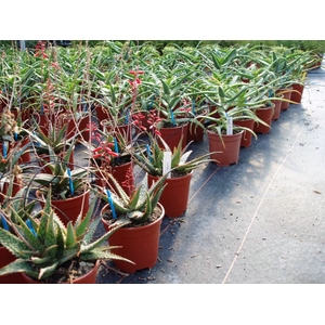 Aloe arborescens