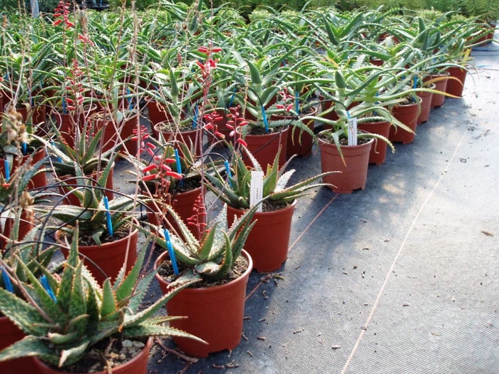 <h4>Aloe arborescens</h4>