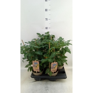 Solanum lycopersicum   ...