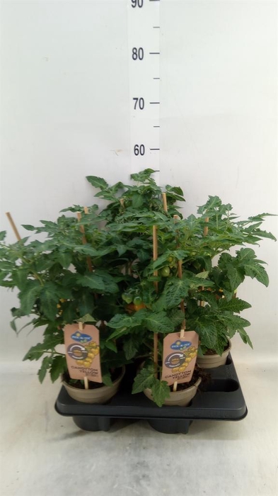 <h4>Solanum lycopersicum   ...</h4>