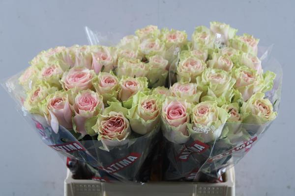 <h4>R Gr Frutteto L40</h4>