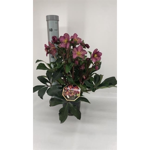 Helleborus Hgc Ice 'n Roses Early