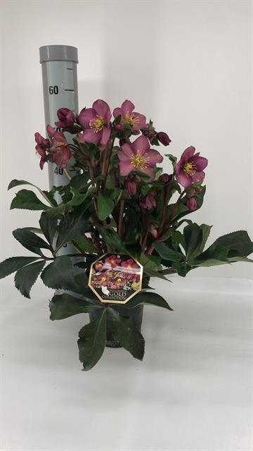 Helleborus Hgc Ice 'n Roses Early