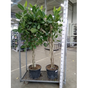 Ficus benghalensis 'Audrey'