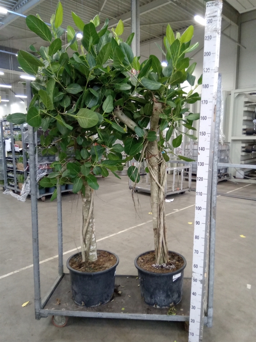 <h4>Ficus benghalensis 'Audrey'</h4>