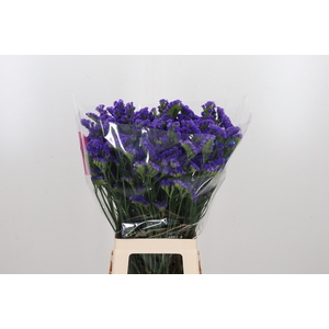 Limonium Crystal Dark Blue