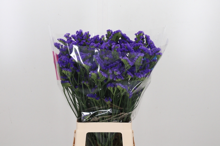 <h4>Limonium Crystal Dark Blue</h4>