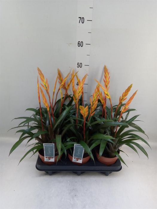 <h4>Vriesea   ...</h4>