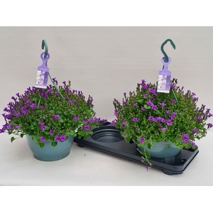 CAMP PORTENSCHLAGIAN