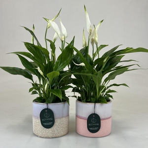 SPATHIPHYLLUM WALLISII