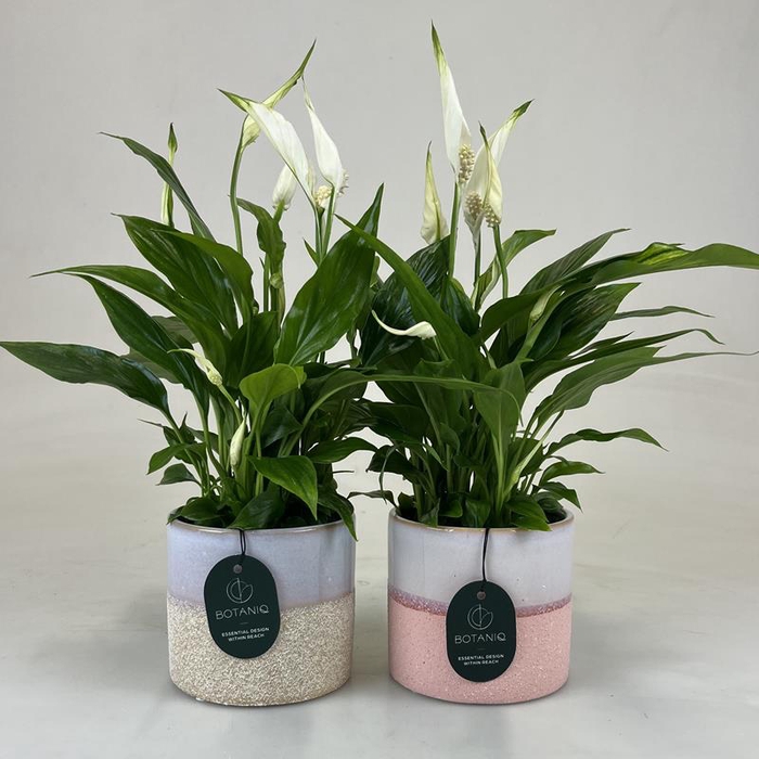 SPATHIPHYLLUM WALLISII
