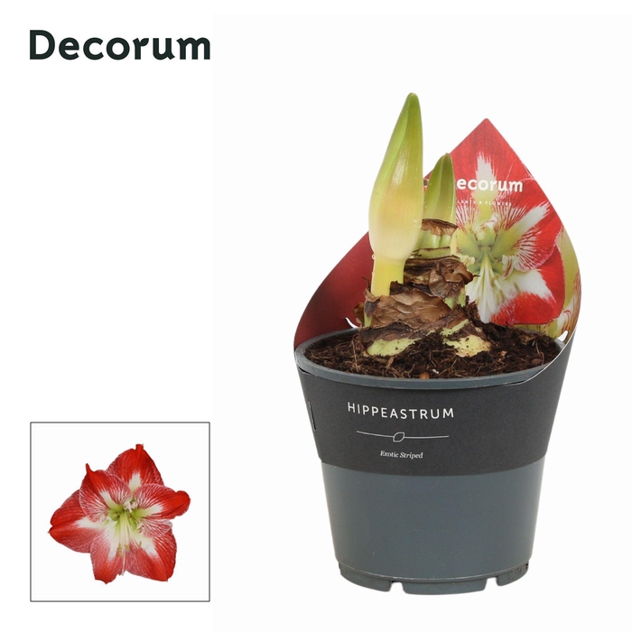 <h4>Amaryllis Exotic Striped 2 Knop Extra OP (Decorum)</h4>