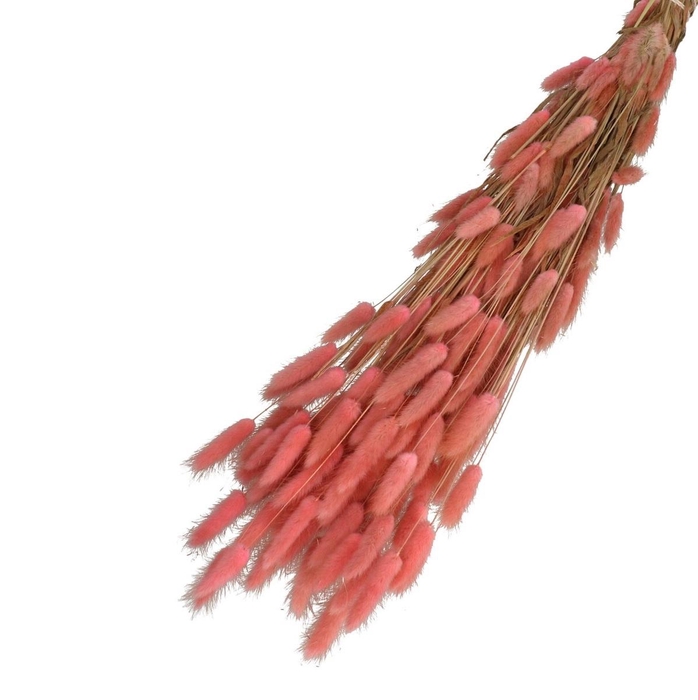 <h4>Droogbloem Lagurus 65cm 100g</h4>